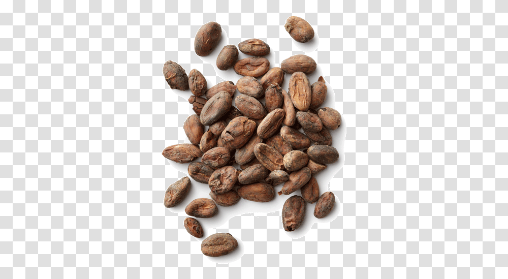 Cacao Cocoa Beans Background, Plant, Vegetable, Food, Fungus Transparent Png