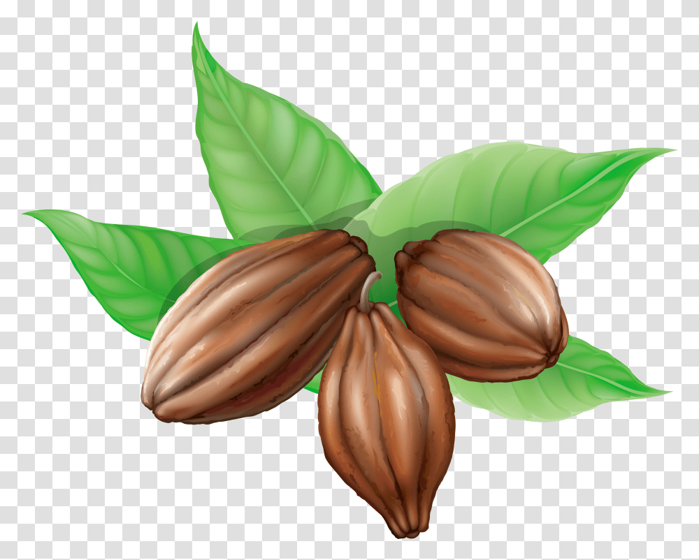 Cacao Cocoa Beans Clipart, Plant, Food, Vegetable, Nut Transparent Png