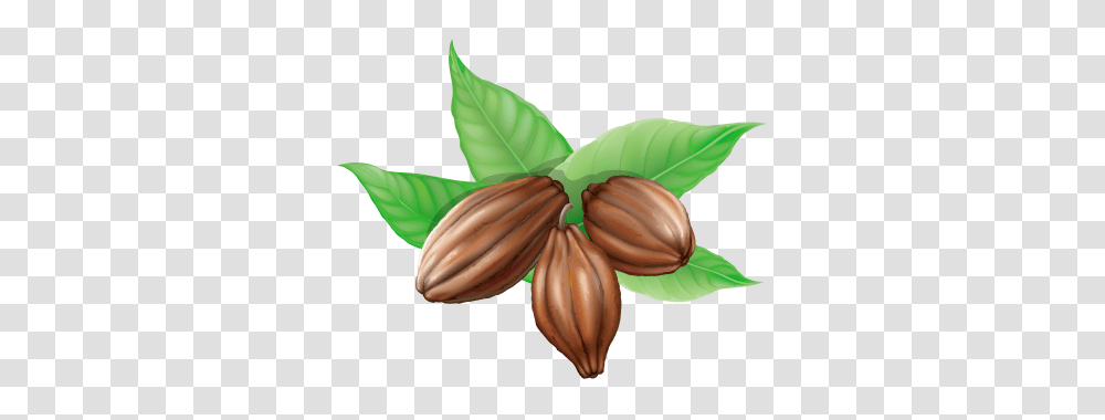 Cacao Dlpng, Plant, Food, Nut, Vegetable Transparent Png