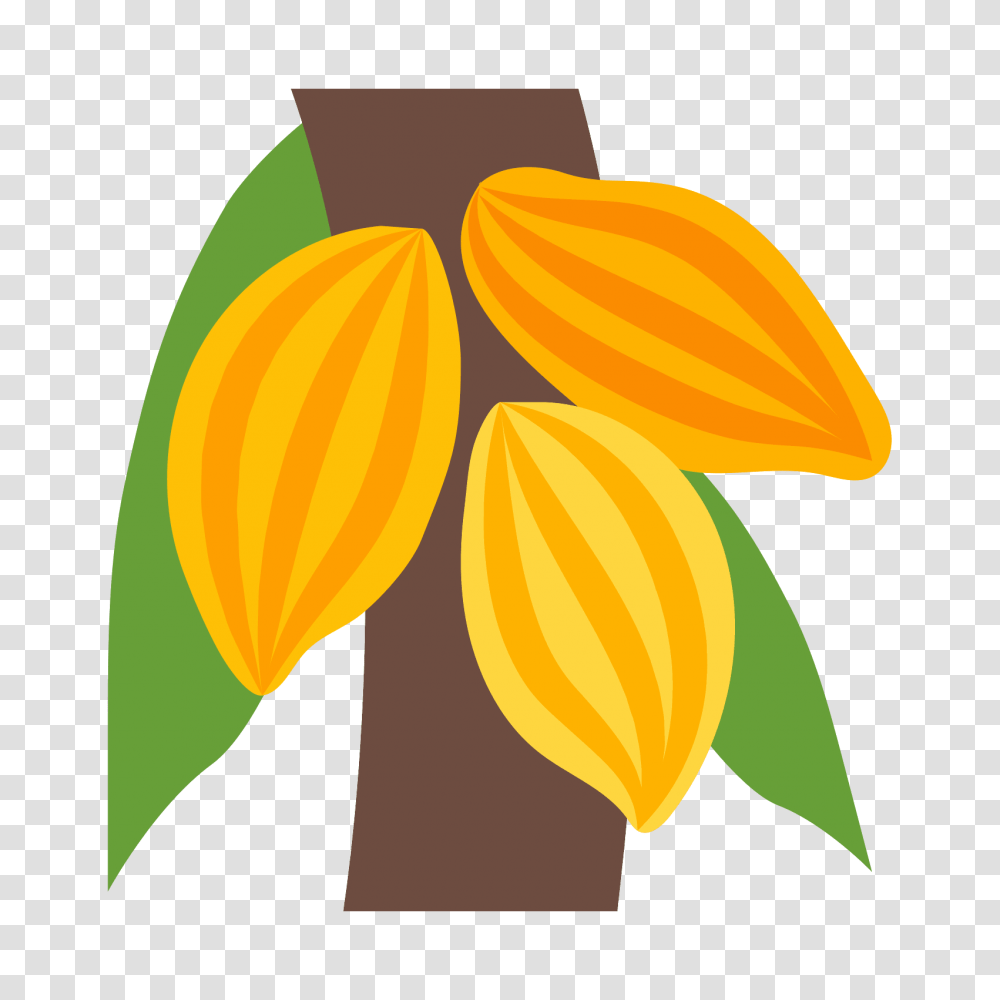 Cacao, Fruit, Plant, Flower, Blossom Transparent Png