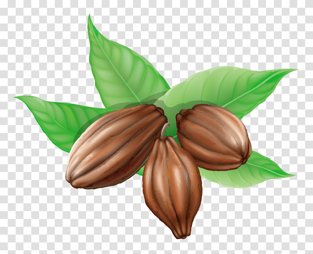 Cacao, Fruit, Plant, Food, Vegetable Transparent Png