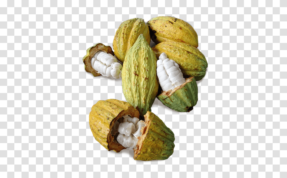 Cacao, Fruit, Plant, Food, Vegetable Transparent Png