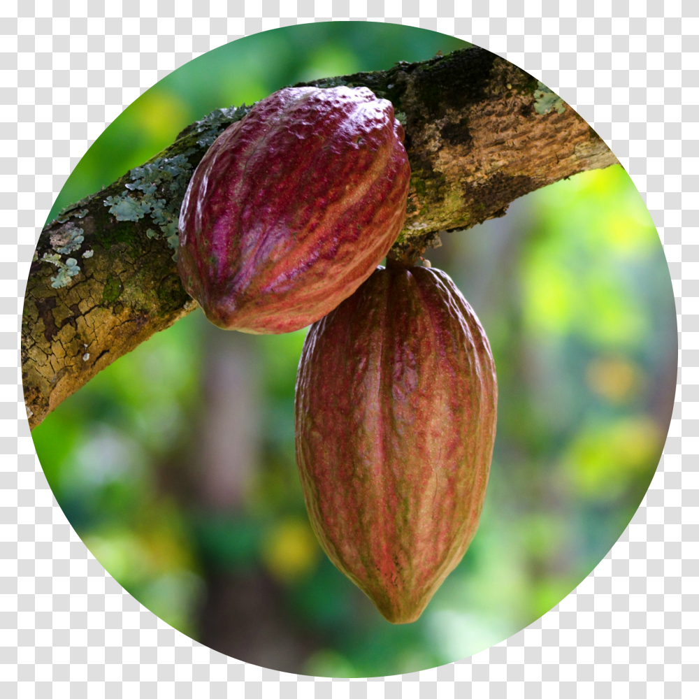 Cacao, Fruit Transparent Png