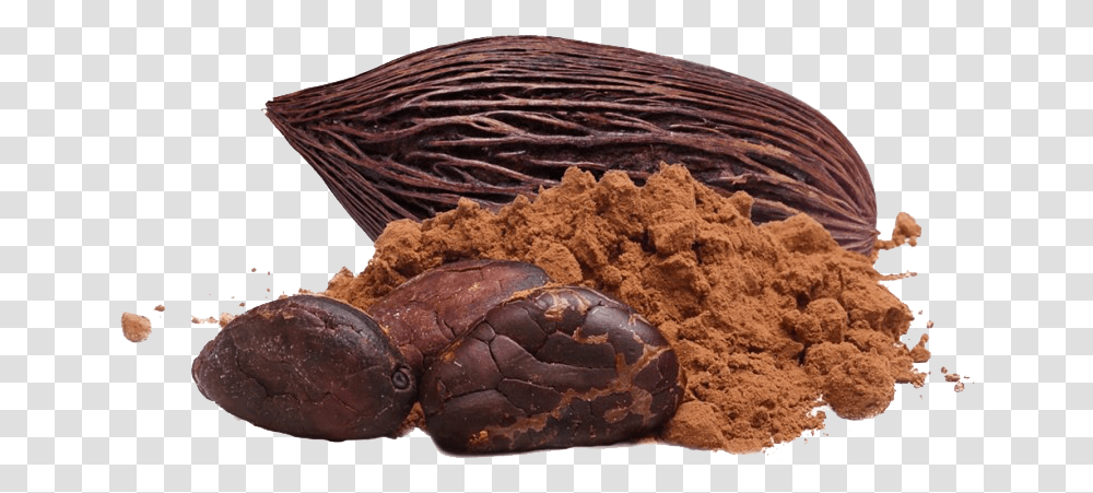 Cacao Images Free Cocoa, Soil, Plant, Turtle, Reptile Transparent Png