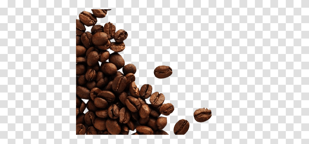 Cacao Images Pictures Photos Arts, Plant, Pecan, Seed, Nut Transparent Png