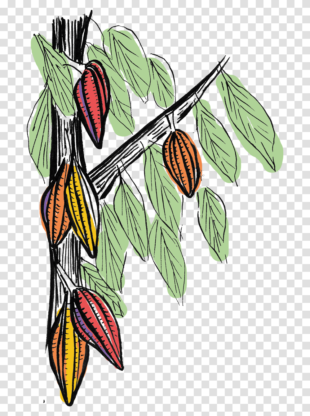 Cacao Pods Growing On The Tree Graphics Marcas Chocolate Bean To Bar, Insect, Invertebrate, Animal, Wasp Transparent Png