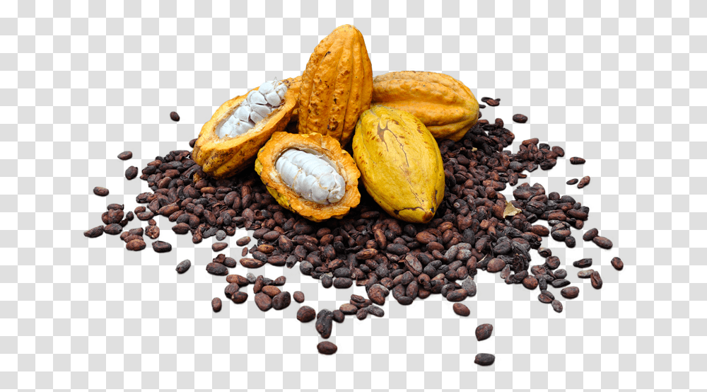 Cacaos Download Image Cacao, Plant, Vegetable, Food, Fungus Transparent Png