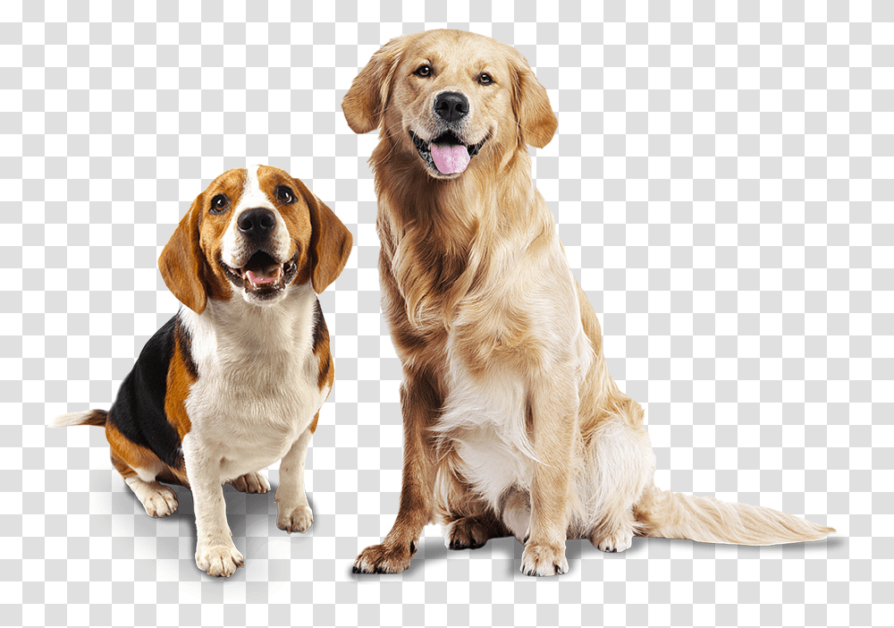 Cachorro Animal Photo White Background Hd Download Golden Retriever, Dog, Pet, Canine, Mammal Transparent Png