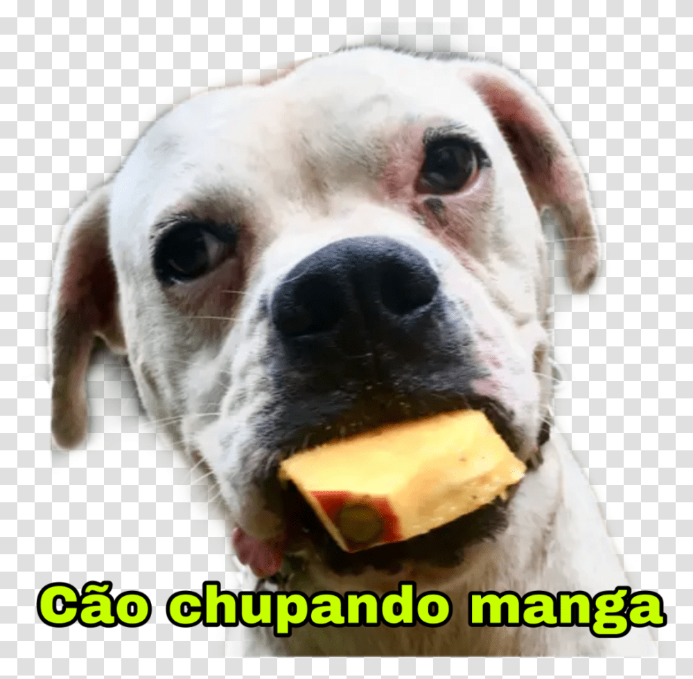 Cachorro Cao Boxer Filhote Caochupandomanga Puppy, Dog, Pet, Canine, Animal Transparent Png