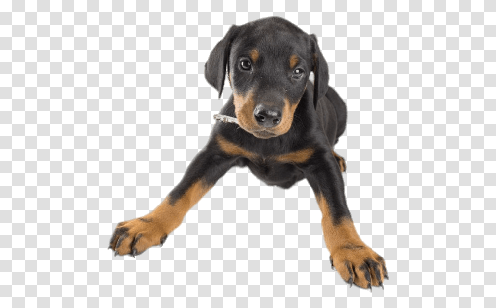 Cachorro De Doberman Transparente Doberman, Dog, Pet, Canine, Animal Transparent Png