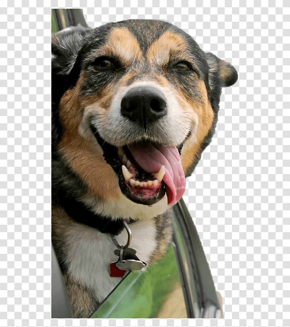 Cachorro Fundo Min Auto Loan Credit Union Ad, Dog, Pet, Canine, Animal Transparent Png