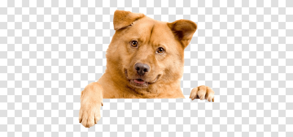 Cachorro Image, Dog, Pet, Canine, Animal Transparent Png