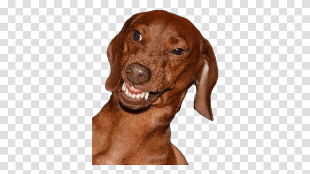 Cachorro Meme Angry Dachshund, Dog, Pet, Canine, Animal Transparent Png