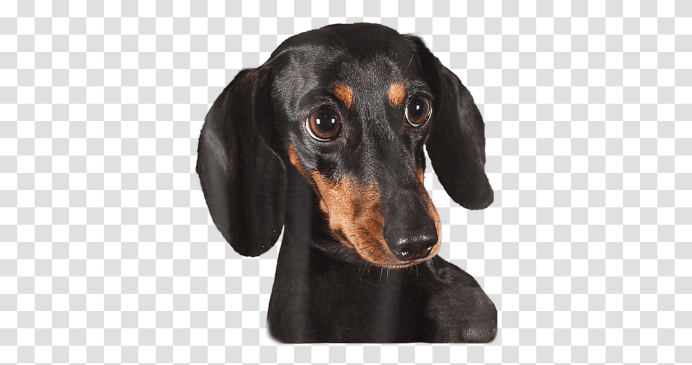 Cachorro Salsicha Preto, Hound, Dog, Pet, Canine Transparent Png