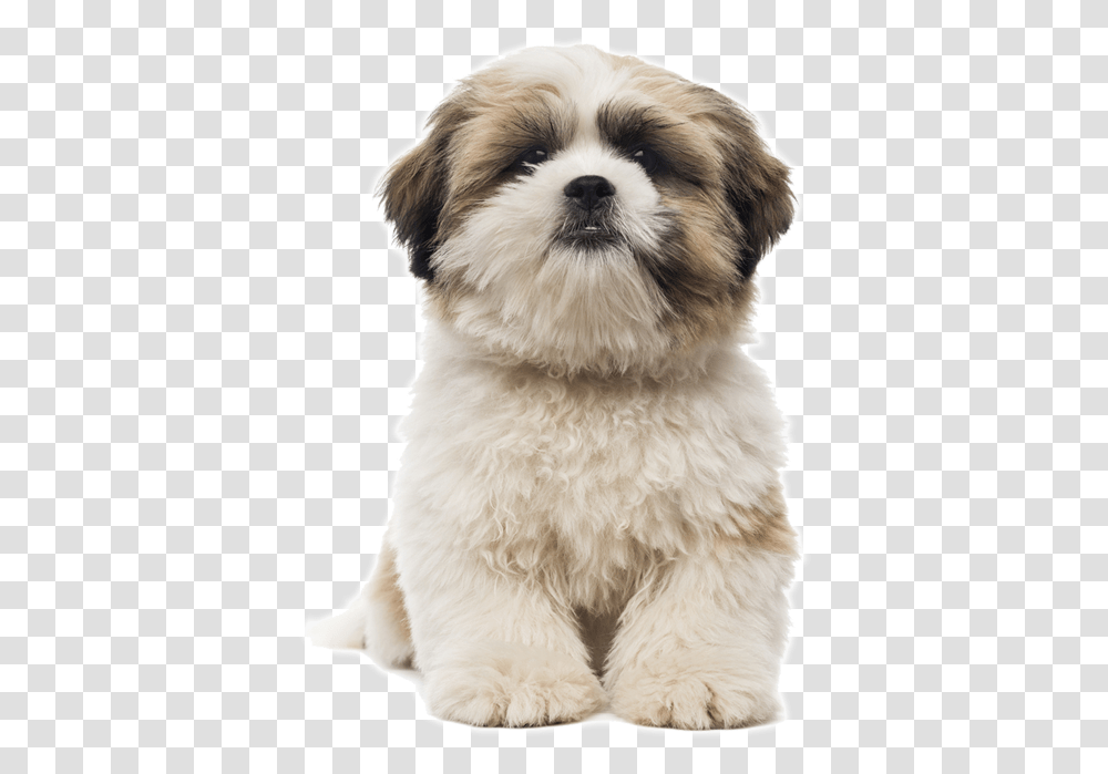 Cachorro Shih Tzu Como Cuidar Dog Grooming Shapes, Puppy, Pet, Canine, Animal Transparent Png
