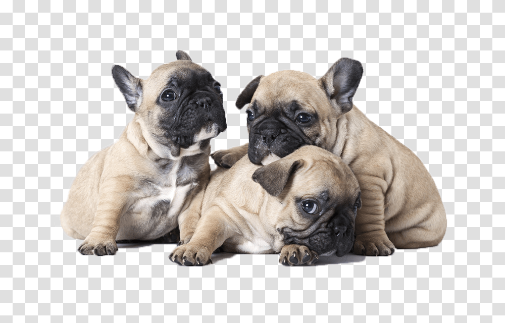 Cachorros Bulldog Frances French Bulldog One Month Puppy, Pet, Canine, Animal, Mammal Transparent Png