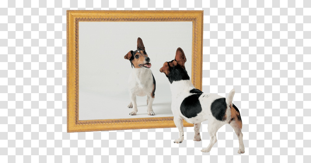 Cachorros Se Identificam Em Um Espelho Dog And Mirror, Pet, Canine, Animal, Mammal Transparent Png