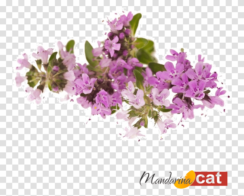 Cachos De Flores Download Thymes, Plant, Flower, Blossom, Lilac Transparent Png