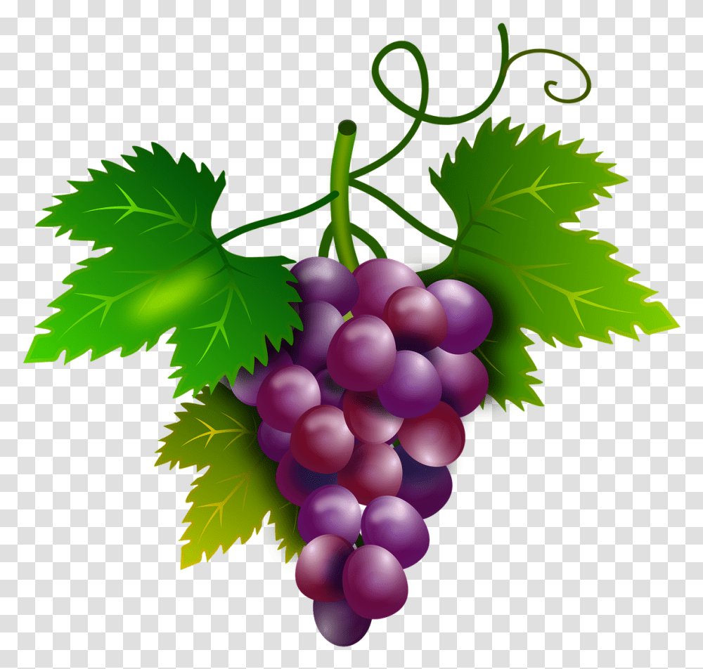 Cachos De Uva Desenho, Plant, Grapes, Fruit, Food Transparent Png