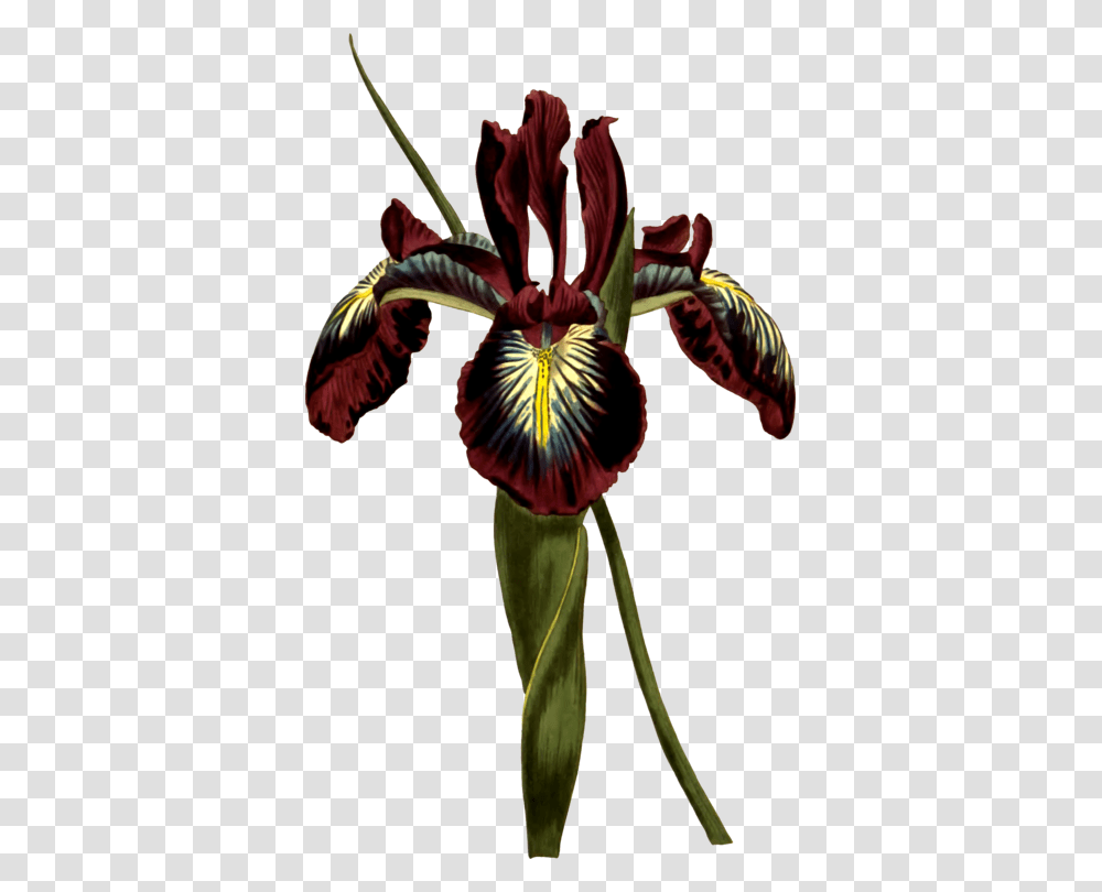 Cactaceae Biodiversity Heritage Library, Iris, Flower, Plant, Blossom Transparent Png