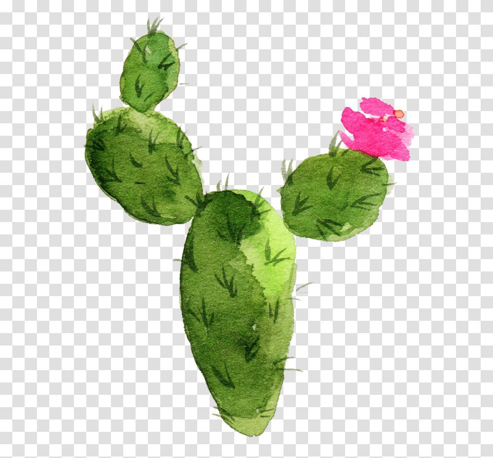 Cactaceae Painting Succulent Plant Prickly Pear Sen Cactus With Flower Drawing, Leaf, Rose, Blossom, Petal Transparent Png