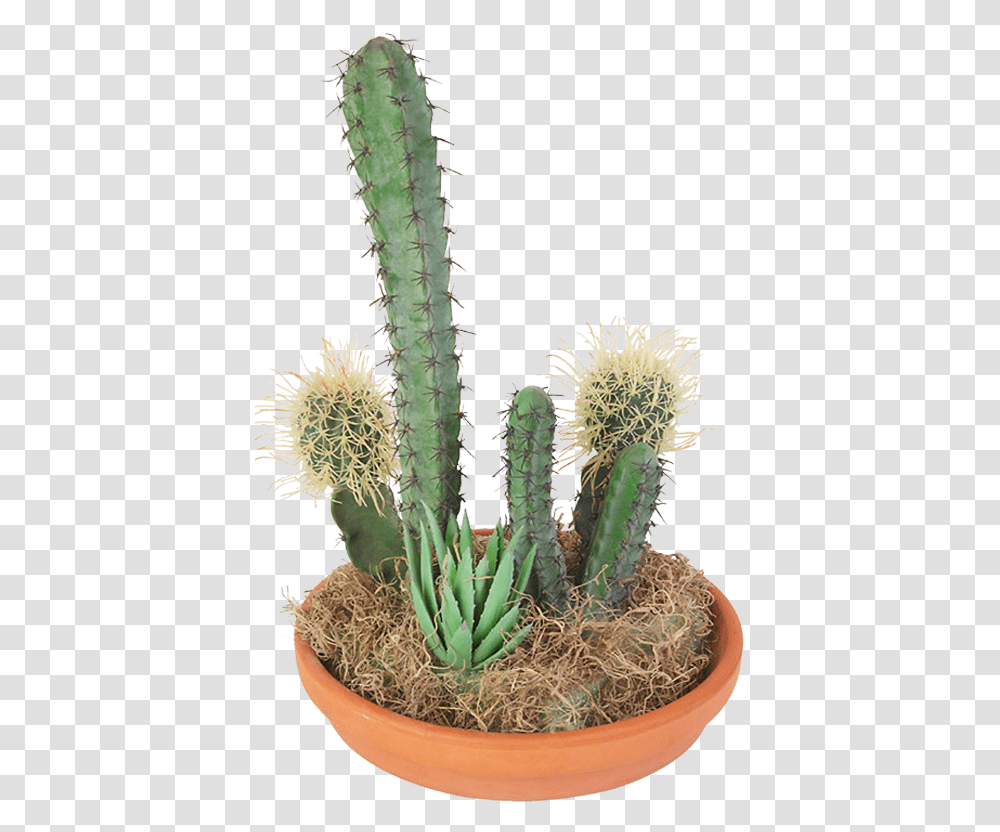 Cactaceae Succulent Plant Clip Art Cvetok V Gorshok Bez Fona, Cactus Transparent Png