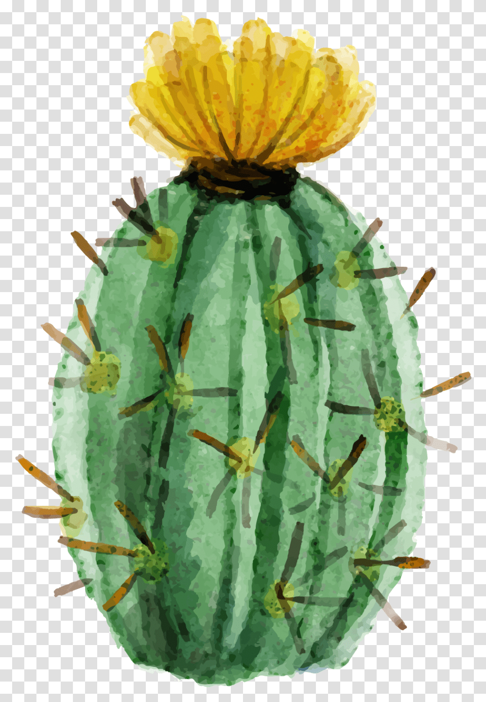 Cactaceae Watercolor Painting Succulent Watercolor Painting Cactus Flower, Plant, Insect, Invertebrate, Animal Transparent Png
