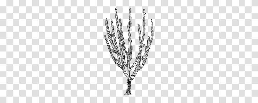 Cacti Nature, Gray, World Of Warcraft Transparent Png