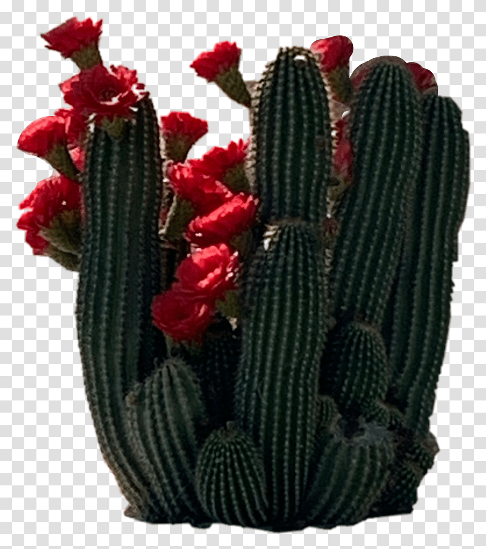 Cacti Cactus Cactuses Image By Rorolondoofficial Acanthocereus Tetragonus Transparent Png