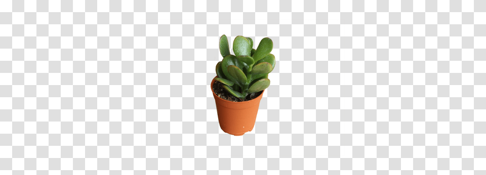 Cacti Succulents, Plant, Cactus, Pineapple, Fruit Transparent Png