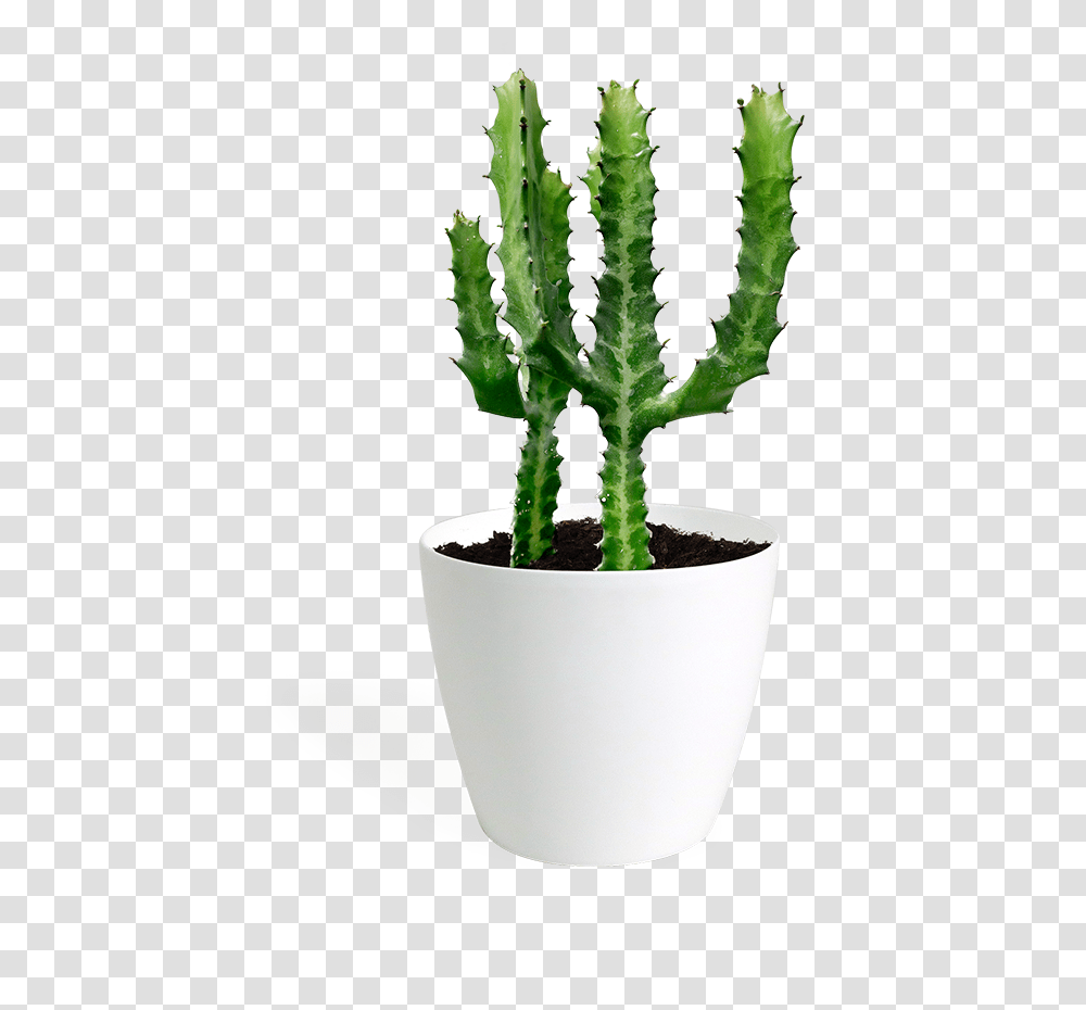 Cacti Succulents, Plant, Cactus, Wedding Cake, Dessert Transparent Png