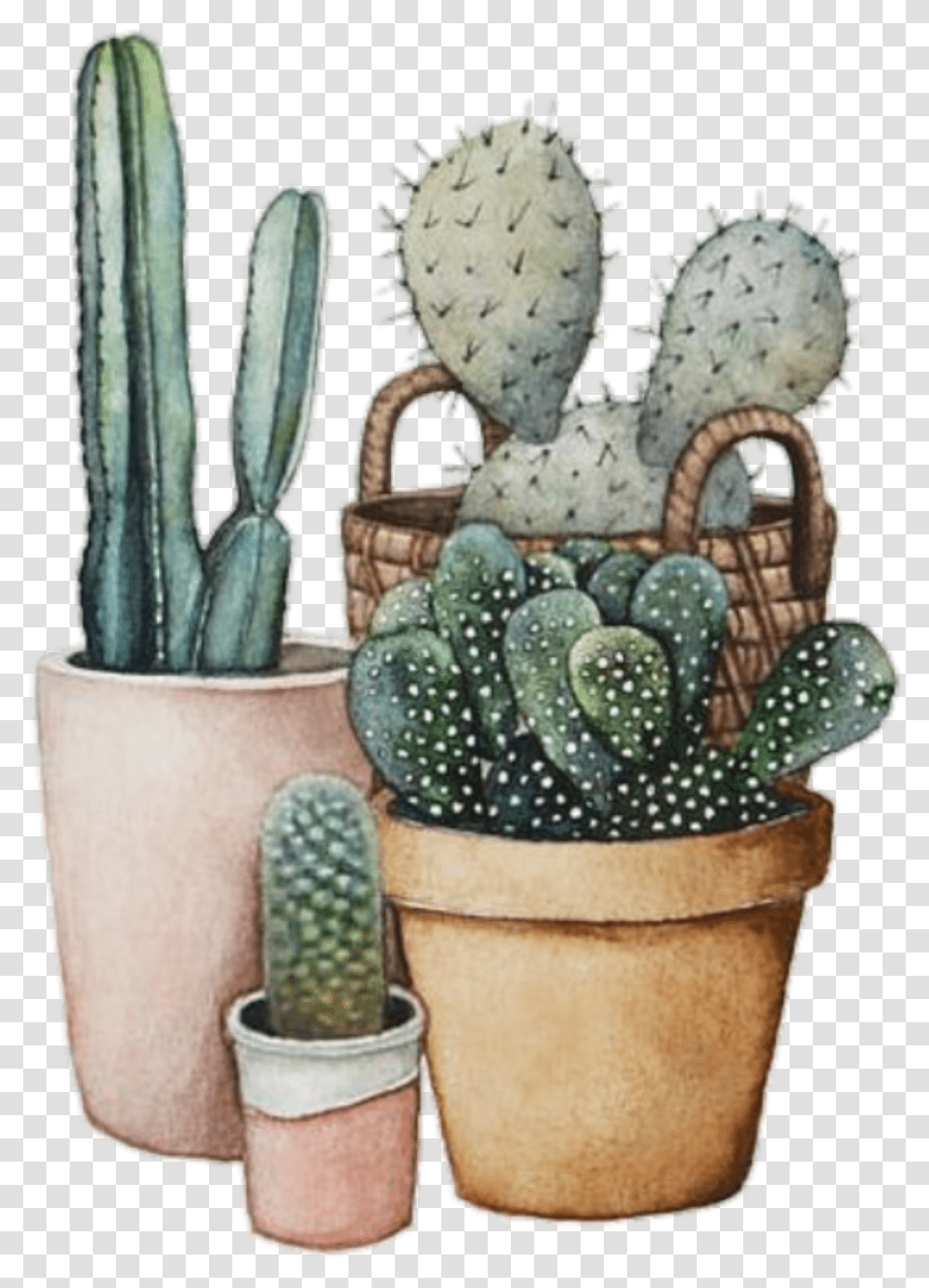 Cacti Tumblr Plant Drawing Friends Plants Are Watercolor Succulents In Cup, Cactus, Wedding Cake, Dessert, Food Transparent Png