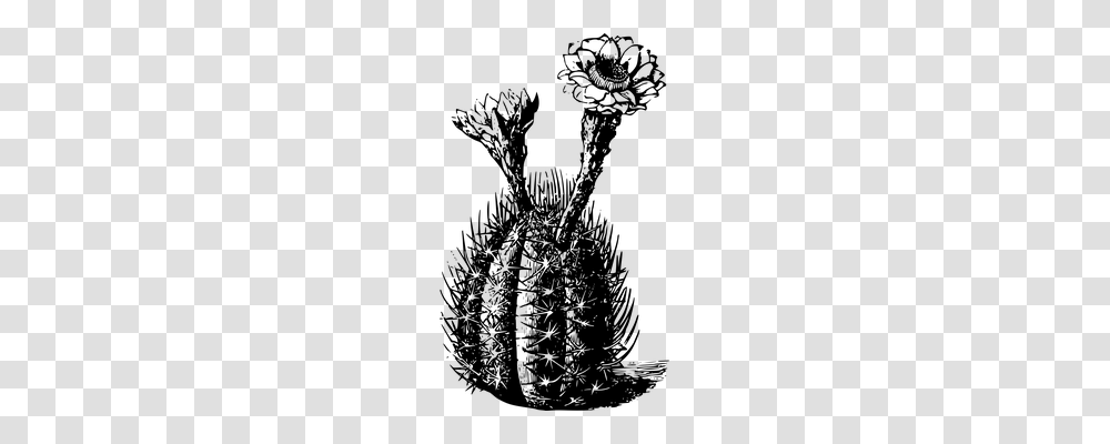 Cactus Nature, Gray, World Of Warcraft Transparent Png