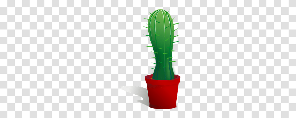 Cactus Nature, Plant, Bottle, Green Transparent Png