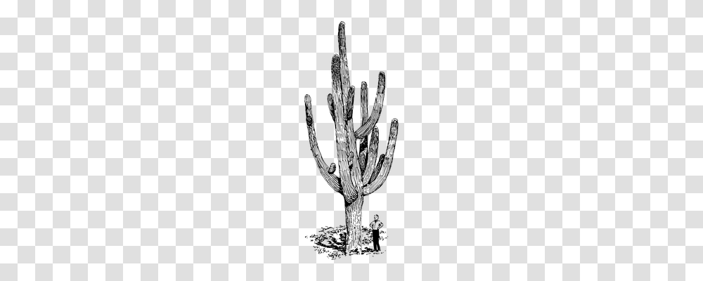 Cactus Nature, Gray, World Of Warcraft Transparent Png