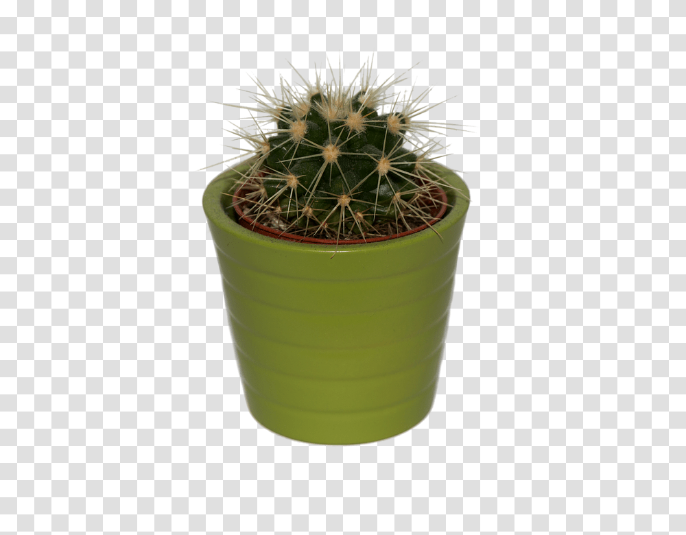 Cactus 960, Nature, Plant, Pot Transparent Png
