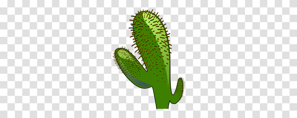 Cactus Nature, Plant Transparent Png