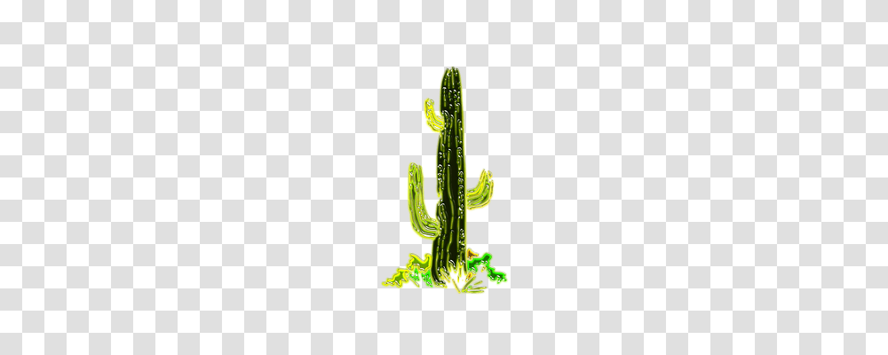 Cactus Nature, Plant Transparent Png