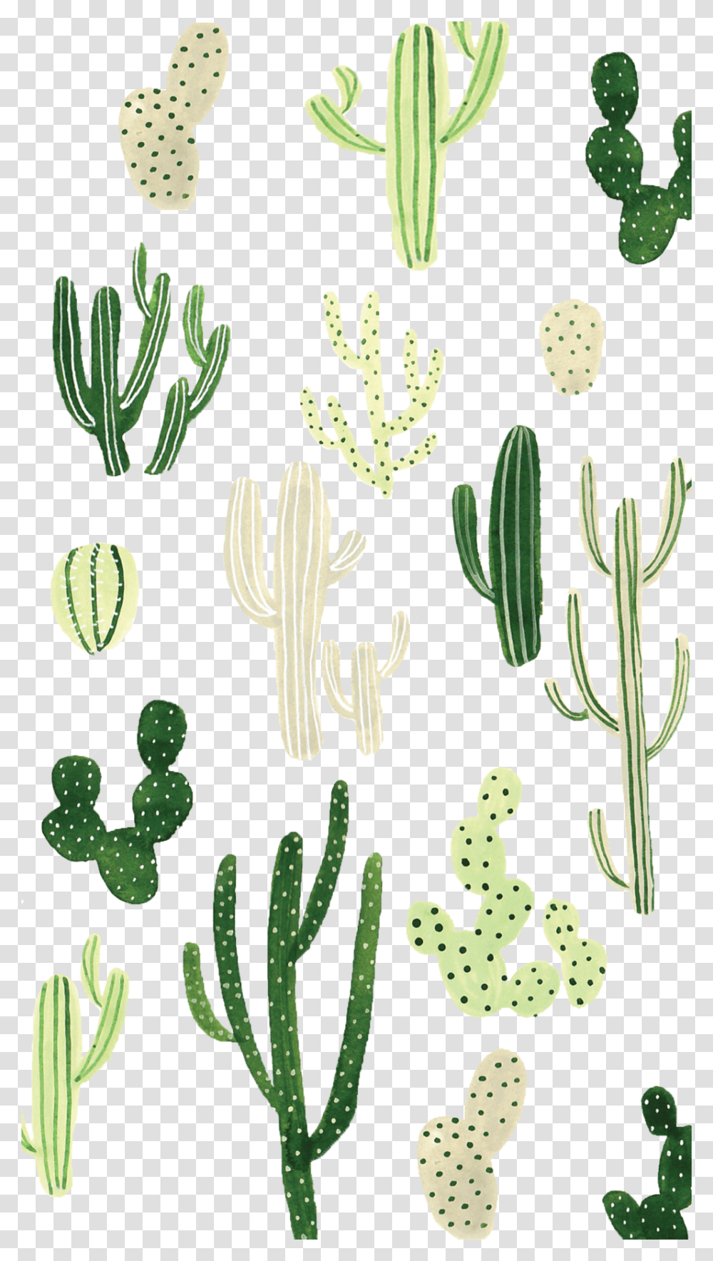Cactus Background, Plant, Fir, Tree, Abies Transparent Png