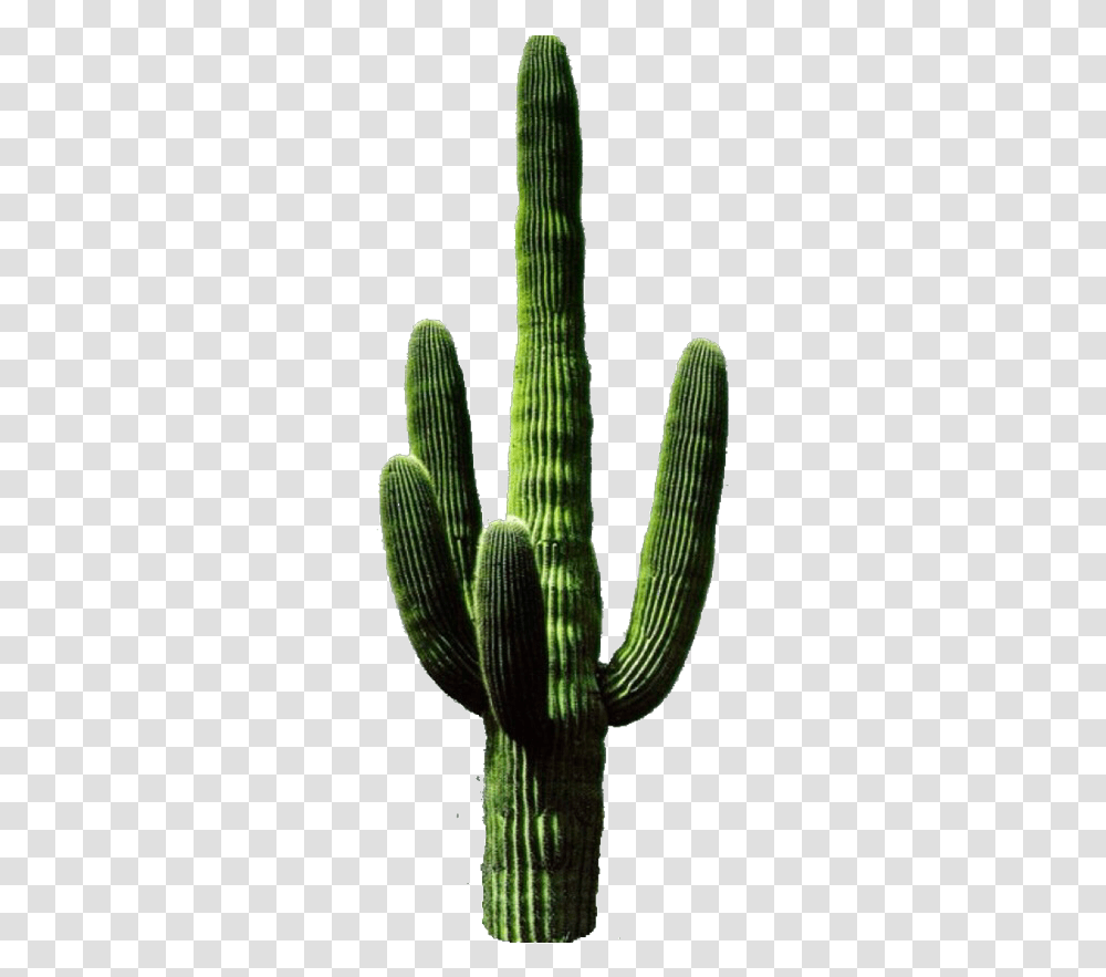 Cactus Background, Plant Transparent Png