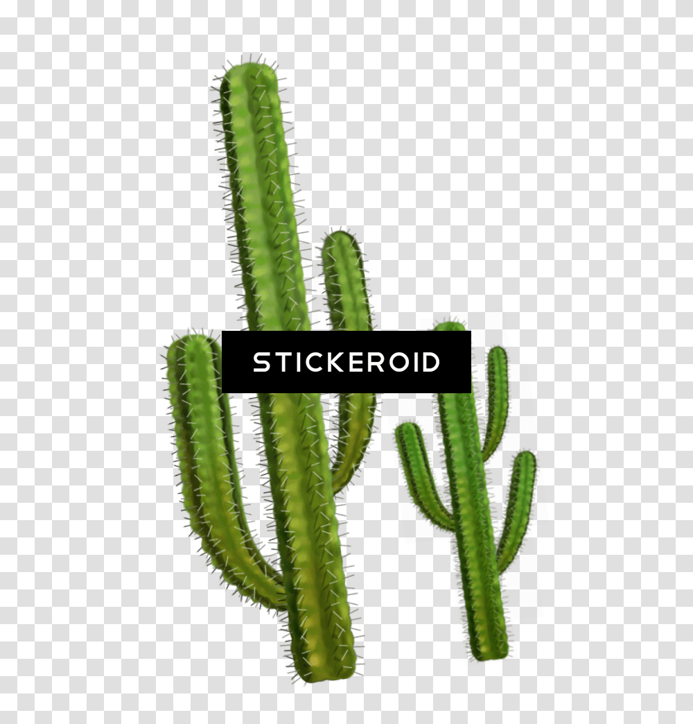 Cactus Cactus, Plant, Rug Transparent Png