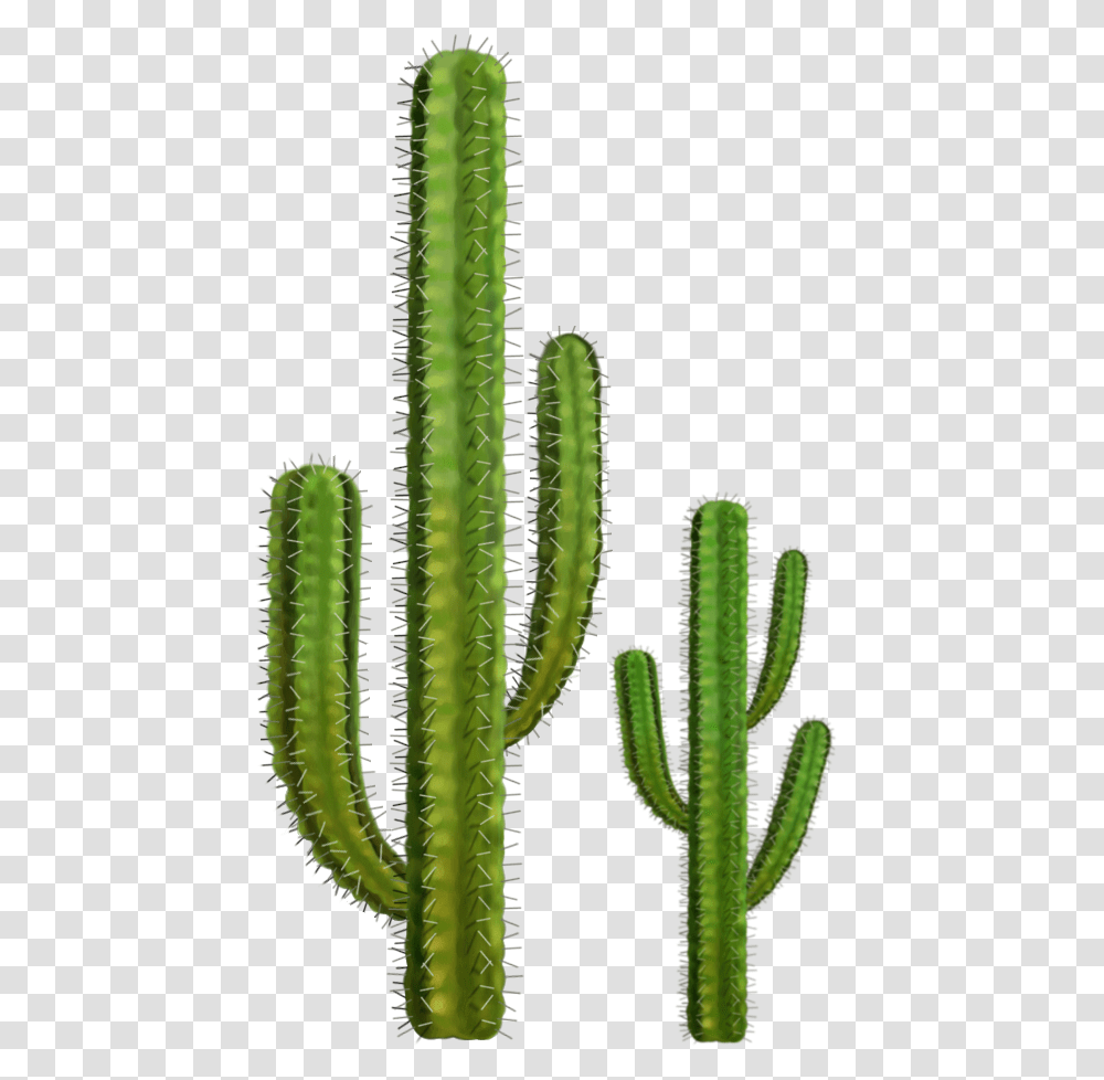Cactus Cactus Plants Transparent Png
