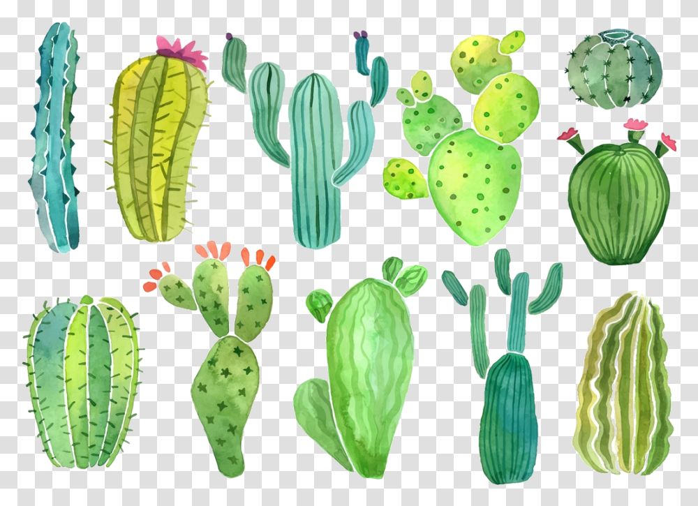 Cactus Clip Art Clipart Photo Cacti And Succulents Clipart, Plant Transparent Png