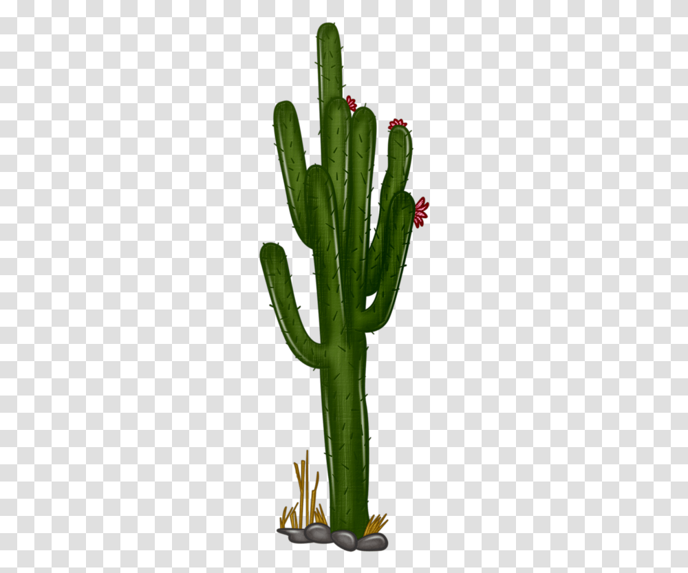 Cactus Clipart Cactus, Plant Transparent Png