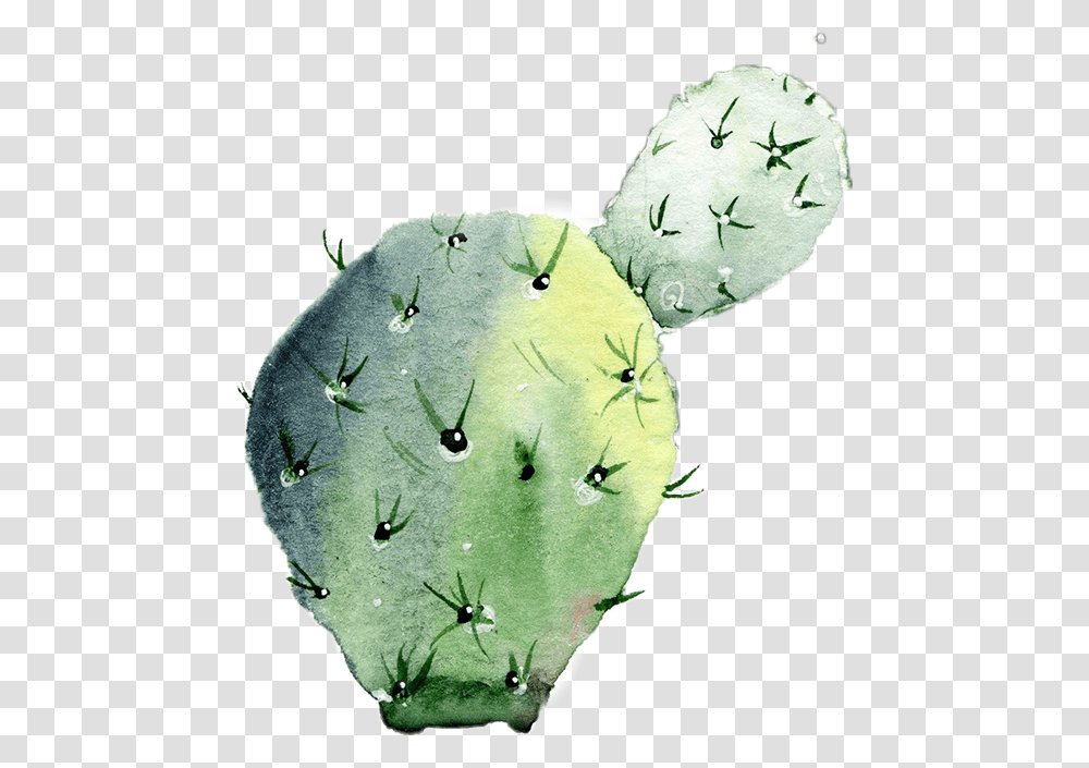 Cactus Colorsplash Eastern Prickly Pear, Plant, Insect, Invertebrate, Animal Transparent Png