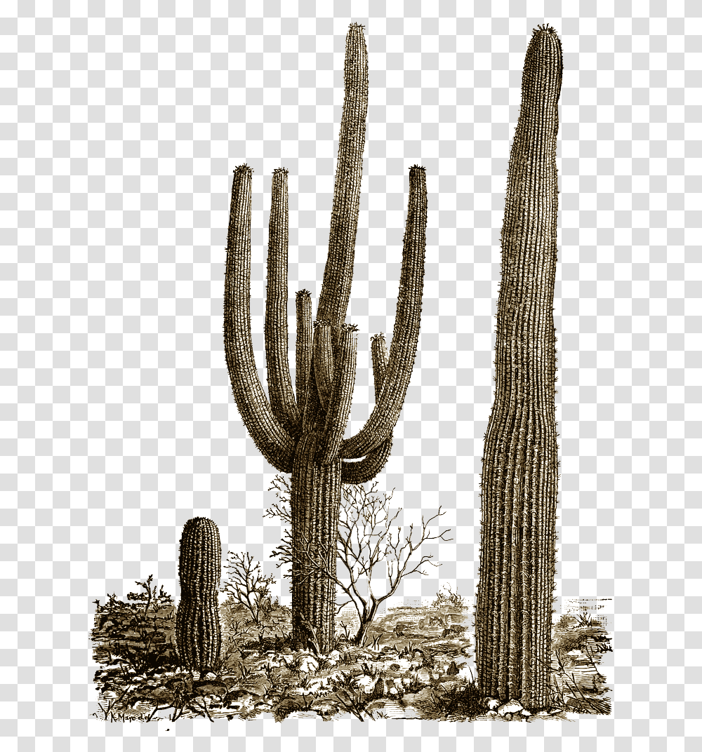 Cactus Desert Cactus, Plant Transparent Png