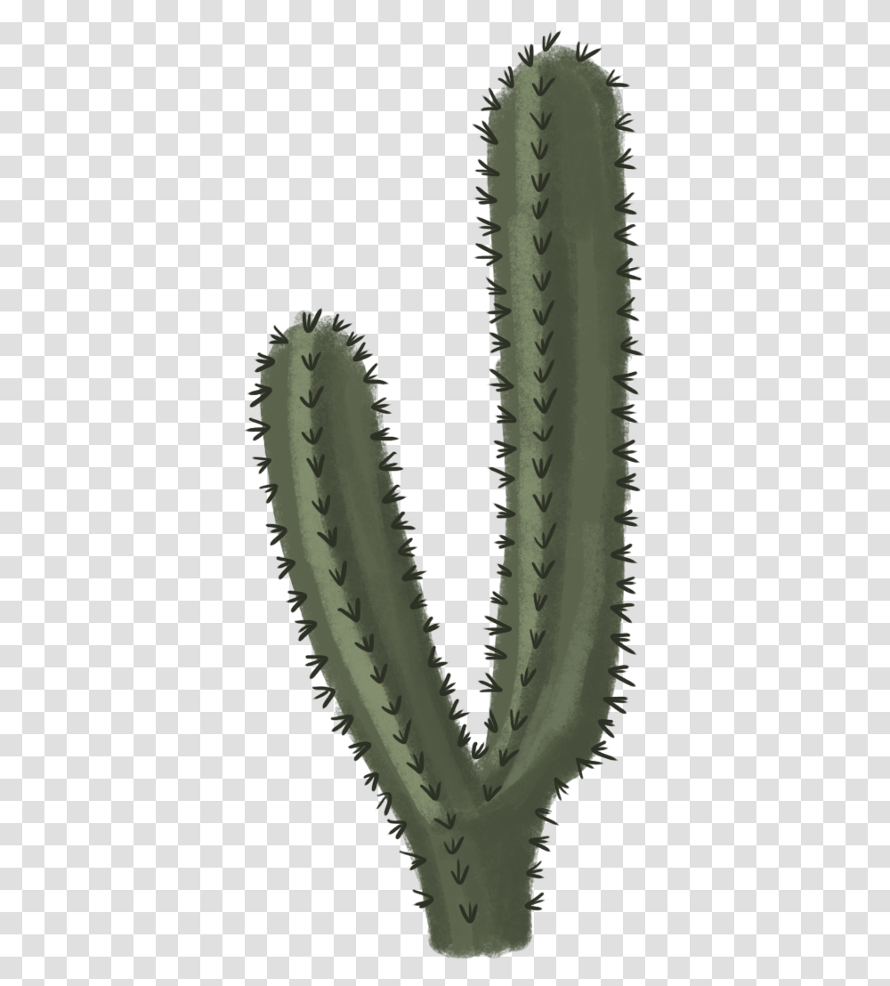 Cactus File Background Cactus, Plant Transparent Png