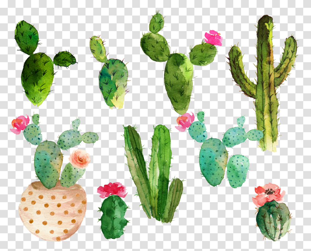 Cactus Flower Drawing Free Watercolor Cactus Clipart Transparent Png