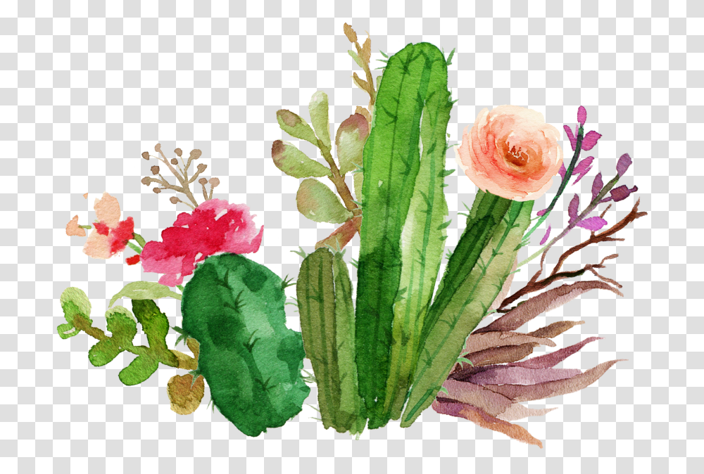 Cactus Flower Watercolor Cactus Clipart, Plant, Rose, Blossom Transparent Png