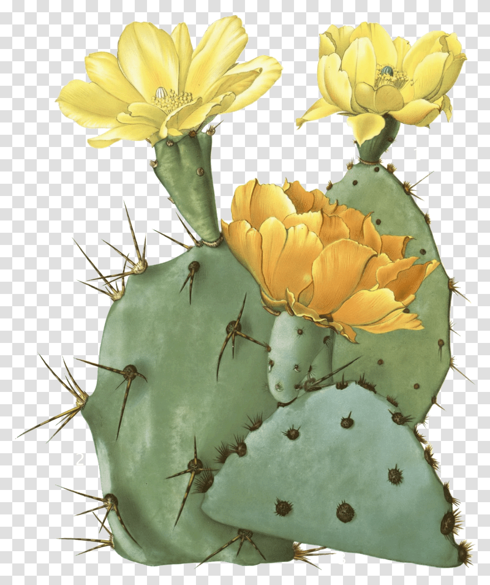 Cactus Free Prickly Pear Cactus Flowers, Plant Transparent Png